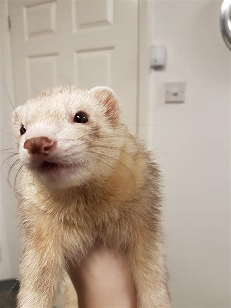 laimulicious|Laimu Ferret (@laimulicious) .